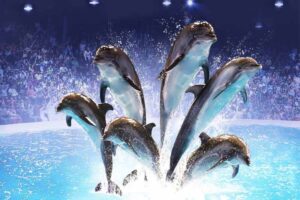 Dolphin & Seal Show Regular Tickets